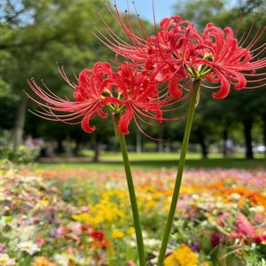 pot for aloe plant Aloe Vera (S)