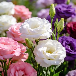 Assorted Eustoma Grandiflorum Seeds 800 Pcs | Multi-Color Blooms for Patio & Beds