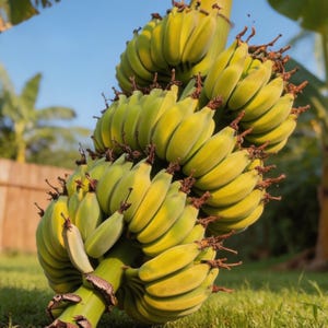 May include: A large bunch of bananas, transitioning from green to yellow, rests on a green stalk. The bananas are clustered together, with some still showing green hues. The background features green grass and a clear blue sky.