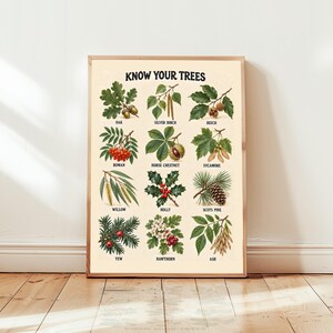 May include: A rectangular educational poster titled KNOW YOUR TREES featuring twelve detailed botanical illustrations of tree leaves, fruits, and seeds, including oak, silver birch, beech, rowan, horse chestnut, sycamore, willow, holly, scots pine, yew, hawthorn, and ash.