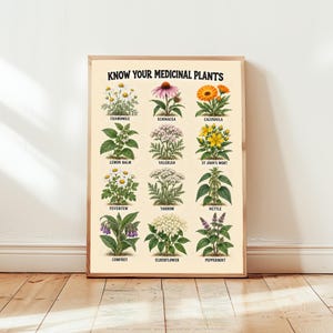 Könnte beinhalten: Ein rechteckiges Wandposter mit cremefarbenem Hintergrund und der schwarzen Aufschrift KNOW YOUR MEDICINAL PLANTS. Es zeigt zwölf botanische Illustrationen von Pflanzen, darunter Kamille, Echinacea, Ringelblume, Zitronenmelisse und Baldrian.