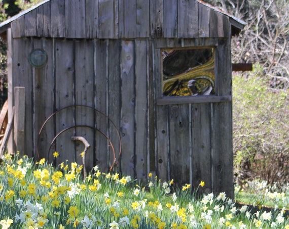 16x20 Photo on Canvas--Daffodil Hill Old Pump House