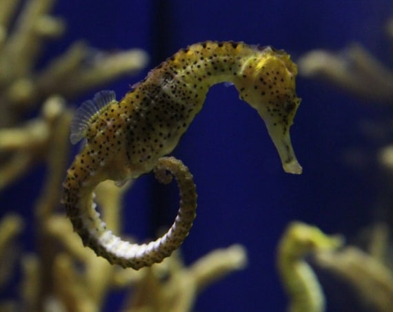 Sea horse, Monterey Bay Aquarium--matted and framed photo
