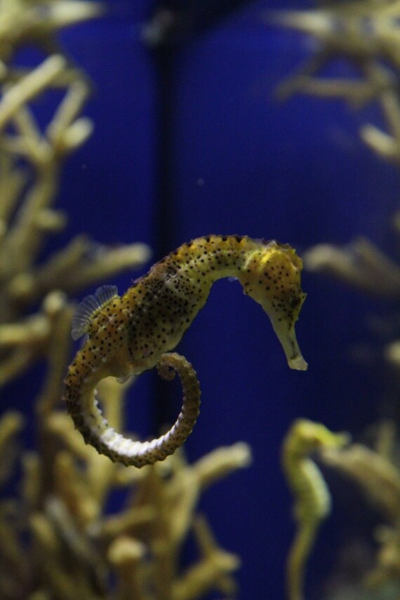 Seepferdchen Monterey Bay Aquarium Werkdruckpapier Foto Etsy