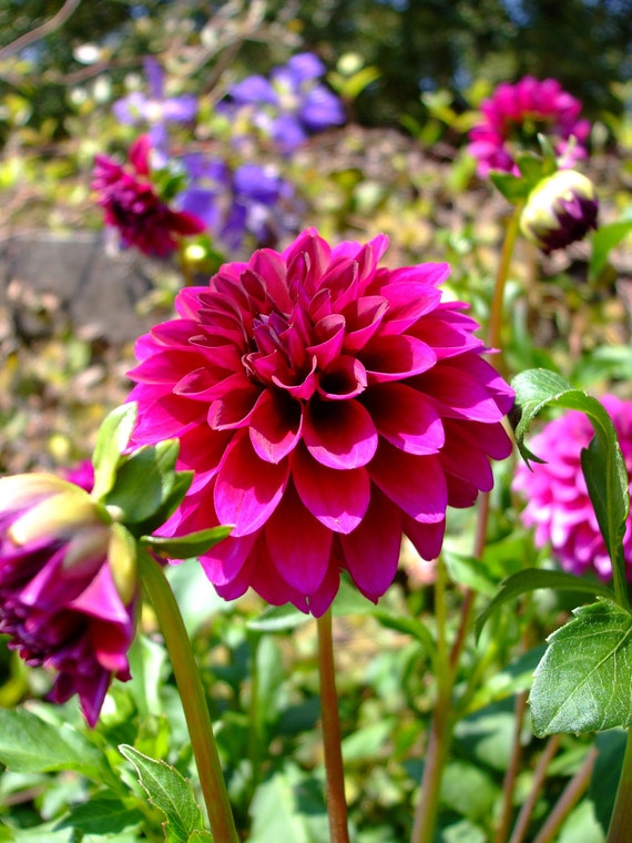 Pink Dahlia II--matted and framed photo