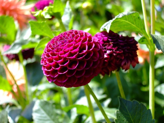 Pink Dahlia--matted and framed flower photo
