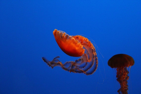 Dance of the Jelly--photo matted and framed, jellyfish