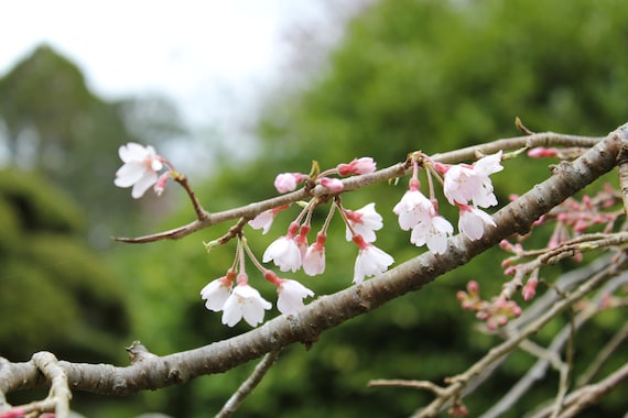 Cherry Blossoms--greeting card, photography, 5x7, signed, with envelope