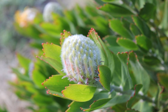 Pincushion--matted and framed flower photograph