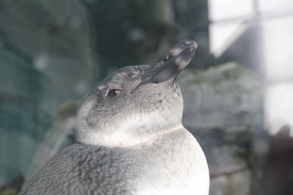 Penguin--matted grey framed black photo