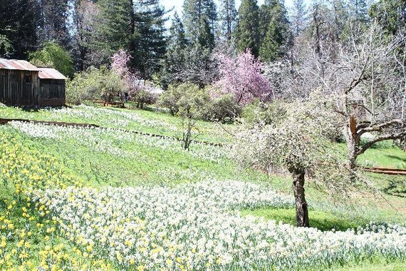 Daffodil Hill I--8x12 matted framed photo, flowers