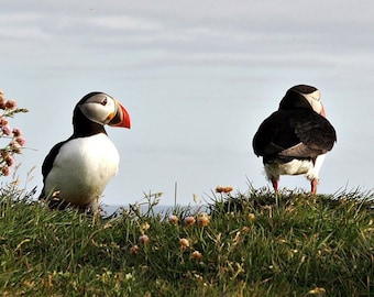 Pair of Puffins, Puffin Photo Art Print, Fine Art Bird Print, Nature Photography, Wildlife Photography, Iceland, Panoramic Format