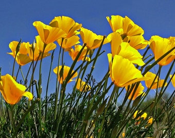 Desert Wildflowers, California Poppies, Sonoran Desert Flora, Flower Photography, Nature Photography, Yellow Flowers, Sky, Panoramic Format