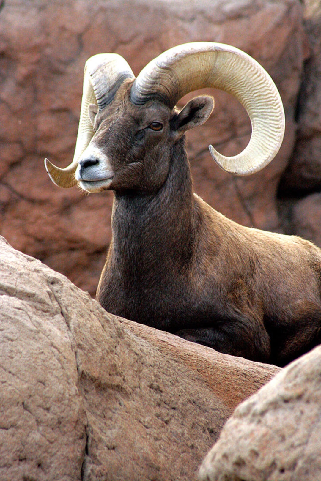 Bighorn Sheep Bighorn Ram Animal Photography Arizona-sonora - Etsy