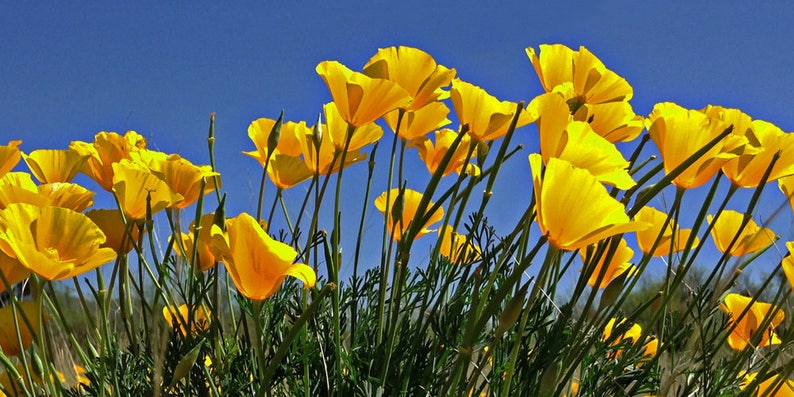 Desert Wildflowers, California Poppies, Sonoran Desert Flora, Flower Photography, Nature Photography, Yellow Flowers, Sky, Panoramic Format image 1