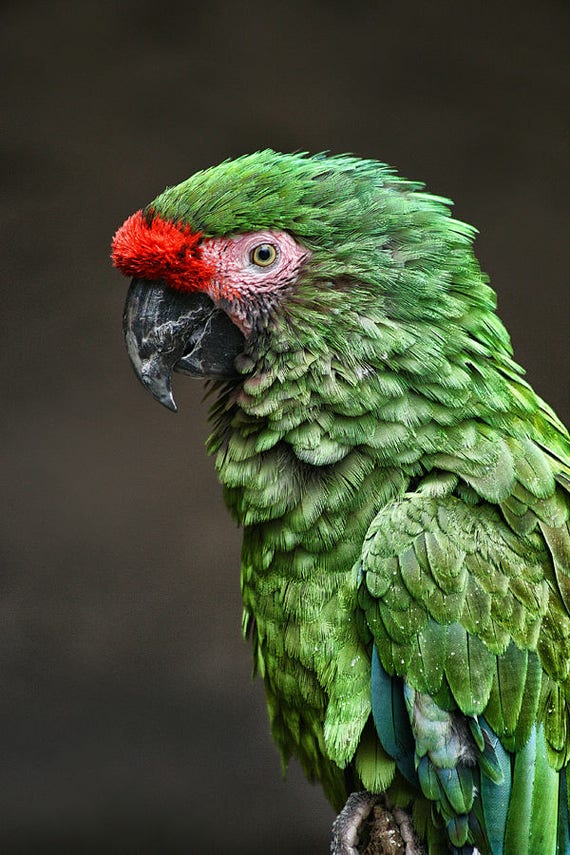 green parrot bird