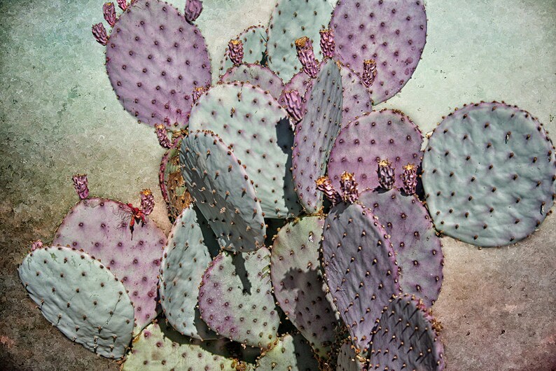 Prickly Pear Cactus, Cactus Garden, Cacti, Southwest Photography, Southwest Plants, Blue-Gray, Magenta image 1