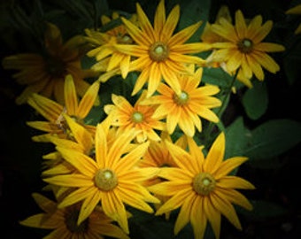 Yellow Flowers, Golden Flowers, Garden Flowers, Daisies, Sunflowers, Flower Photography, Georgia Flowers