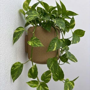 May include: A wall-mounted plant pot with a woven design, holding a green plant with yellow-patterned leaves. The pot is fixed to a light brown wall. The plant's leaves are heart-shaped.