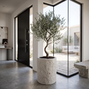 May include: A potted olive tree with a slender, curved trunk and dense, silvery-green foliage. The tree is planted in a large, cylindrical planter with a rough, textured, off-white stone-like finish, sitting on a smooth concrete floor.