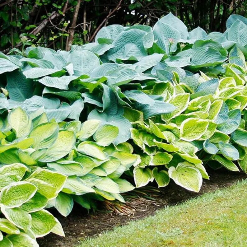 May Hosta 6 Pack Hosta Bare Root Plants Seeds – Shade Loving Perennial Garden ...