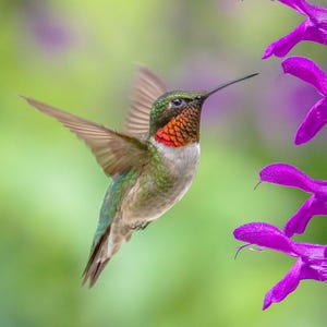 May include: A ruby-throated hummingbird in flight with iridescent green feathers on its back, a white chest, and a vibrant red throat patch, hovering near a cluster of bright purple tubular flowers with a soft, out-of-focus green background.
