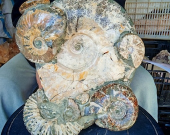 May include: A large, fossilized ammonite with multiple chambers and a spiral shape. The fossil has a mix of brown, tan, and cream colors, with intricate patterns on the surface. The ammonite is a natural, geological specimen.