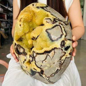 May include: A large, heart-shaped septarian nodule featuring a hollow center filled with bright yellow calcite crystals. The exterior surface is a smooth, light gray stone with a network of dark brown, vein-like cracks running throughout the rock.