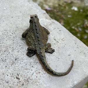 May include: A small, dark bronze-colored figurine of a horned lizard with a textured, bumpy surface. The lizard is depicted from a top-down perspective, showing its wide, rounded body, short legs, and a long, tapering tail extending outward.