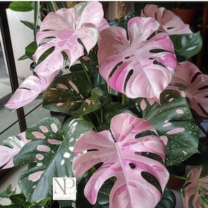 Monstera Deliciosa Rosa Tricolor Levande Växt – Sällsynt Brokig Krukväxt, Tropisk Aroid