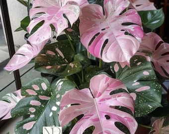 Monstera Deliciosa Pink Tricolor Live Plant – Rare Variegated Indoor Houseplant, Tropical Aroid