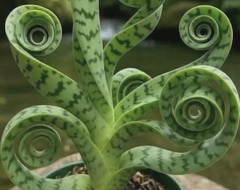 Snake Plant Sansevieria Zeylanica Live Plant in Pot | Indoor Air Purifier Houseplant