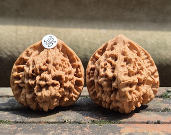 Coppia di noci Wenwan 396 da 47 mm