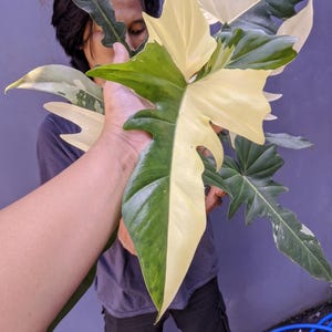 Real Pict Philodendron Golden Dragon Variegated Large Healthy and Exotic Plant Very Beauty