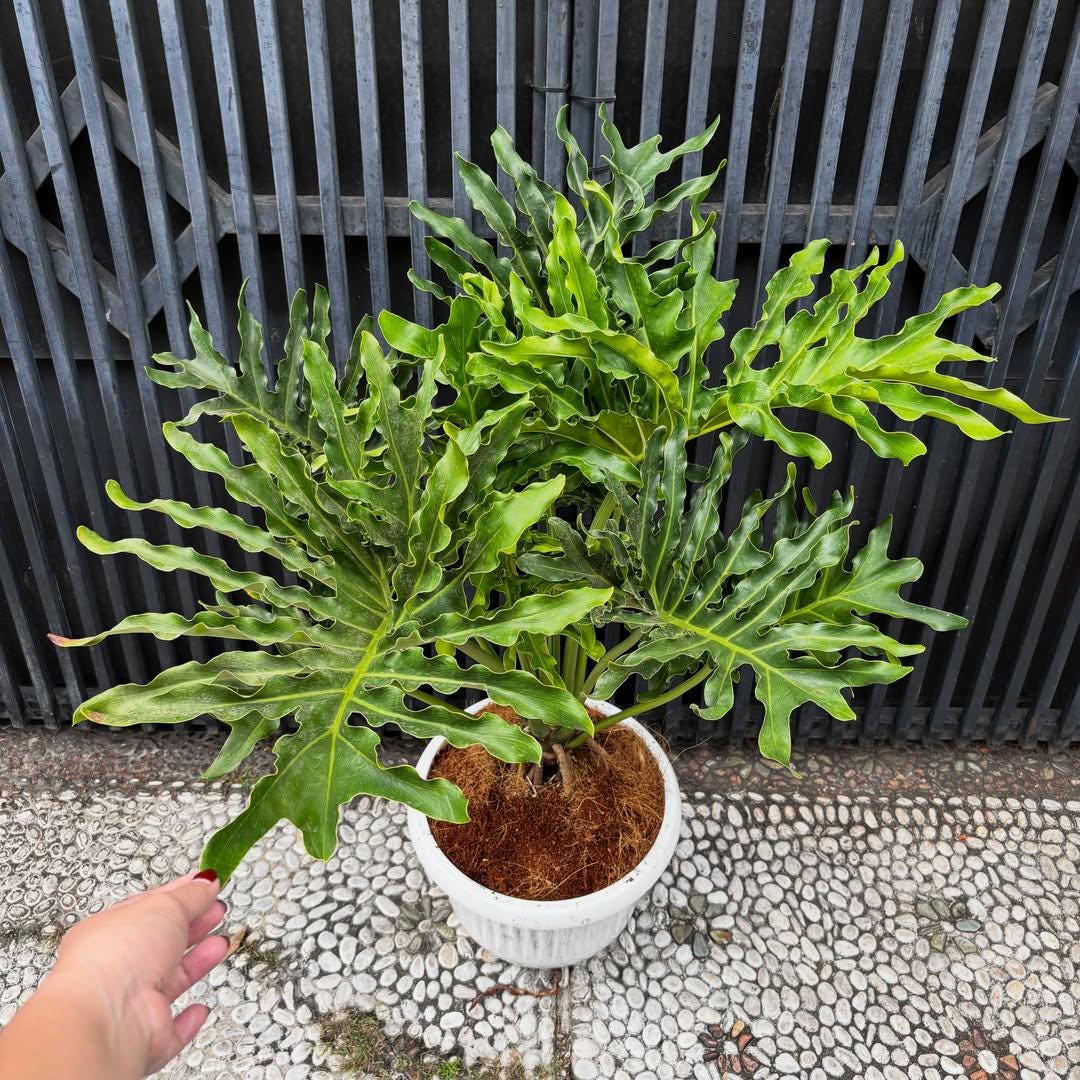 Philodendron Selloum Variegated - Etsy