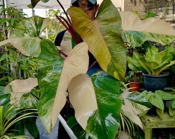 Real Pict Philodendron Strawberry Shake Variegated Large Healthy and Exotic Plant Very Beautiful