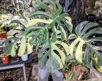 Monstera (Verde Pianta) Varietà "Jungle Mint" Variegata (Scelta del Collezionista)