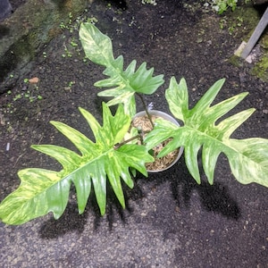 Variegated Mayoi - Etsy