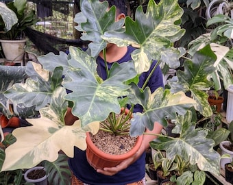Actual Plant Philodendron Java Beauty Variegated Large Very Beauty