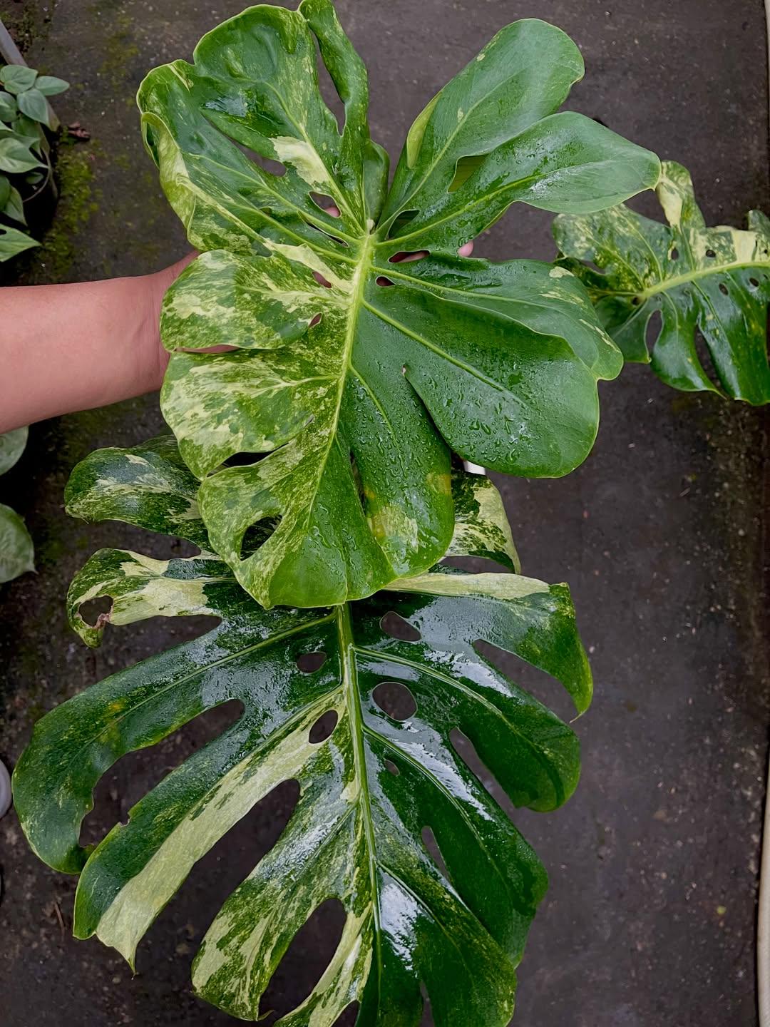 Monstera Oceana - Etsy