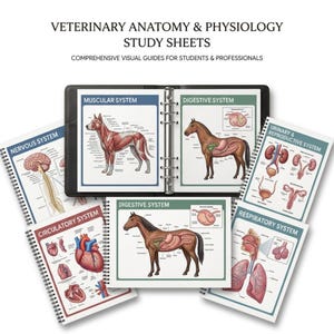 May include: Veterinary anatomy and physiology study sheets. A black binder holds open study sheets with illustrations of animal anatomy. Additional spiral-bound sheets show the nervous, circulatory, urinary, and respiratory systems. Text includes "Comprehensive Visual Guides for Students & Professionals."