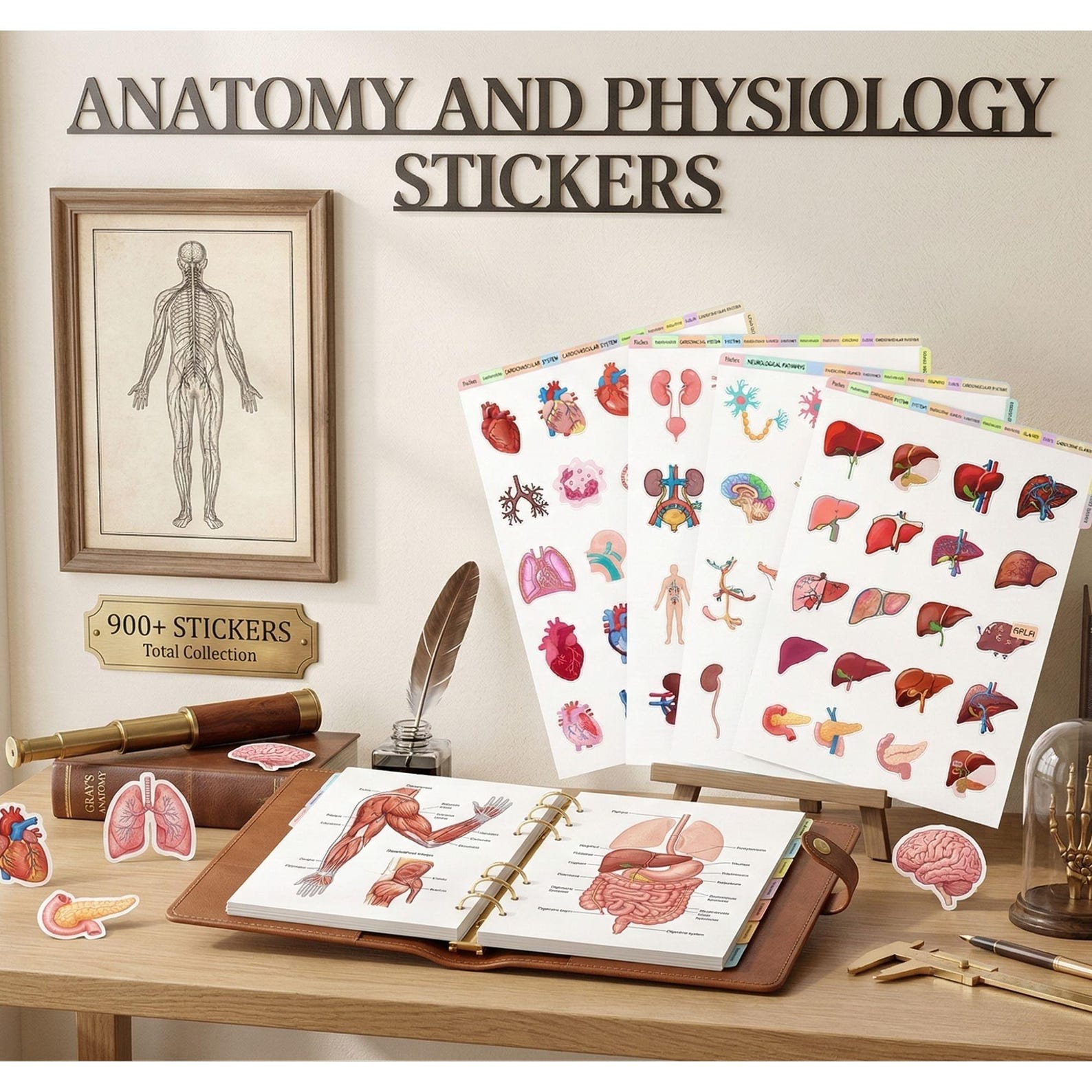 Anatomy and Physiology Notes Mega Bundle Vol 1 & 2, Nursing School Note ...