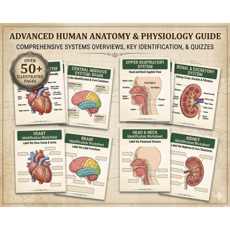Anatomy and Physiology Notes Mega Bundle Vol 1 & 2, Nursing School Note ...
