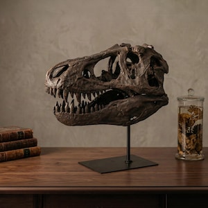 Dinosaur Skull Decoration: Fossil Replica for Home or Office (Large)