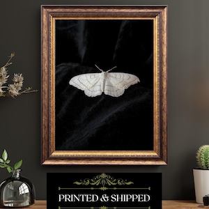 White Moth on Black Velvet Print Gothic Minimalist Wall Art Dark Nature Decor