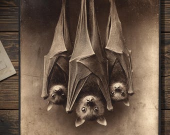 Vintage Victorian Bat Trio Mothers Day Card Gothic Animal Antique Style Photography Blank Inside