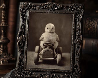 Gothic Angry Chick Driving Toy Car Dark Cute  Art Print Sepia Vintage Funny Farmhouse Bird Decor