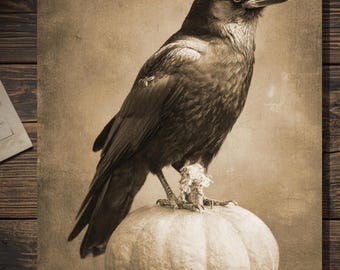 Crow On Pumpkin Greeting Card Gothic Halloween Crow Photograph Vintage Sepia Spooky Bird Card Blank Inside