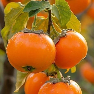 Giant Fuyu Persimmon Tree – Grafted, Bare Root Fruit Tree, Sweet Non-Astringent Variety