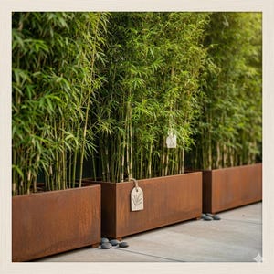 Large Bamboo Plant - Etsy